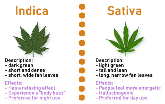 Indica, Sativa, or Hybrid - Which Strain is Best for You?