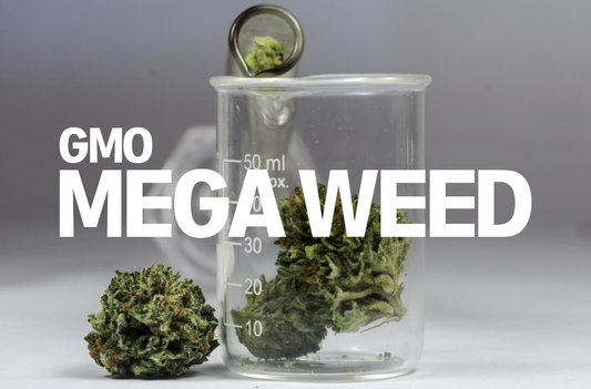 Scientists Create Genetically Altered "Mega Cannabis"